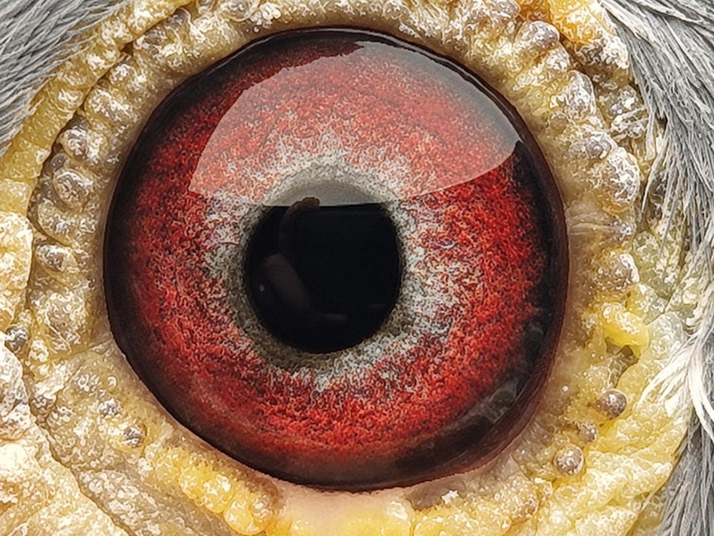 Pigeon eye